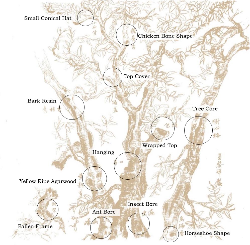 Agarwood Classification